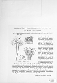 Polythrincium trifolii image